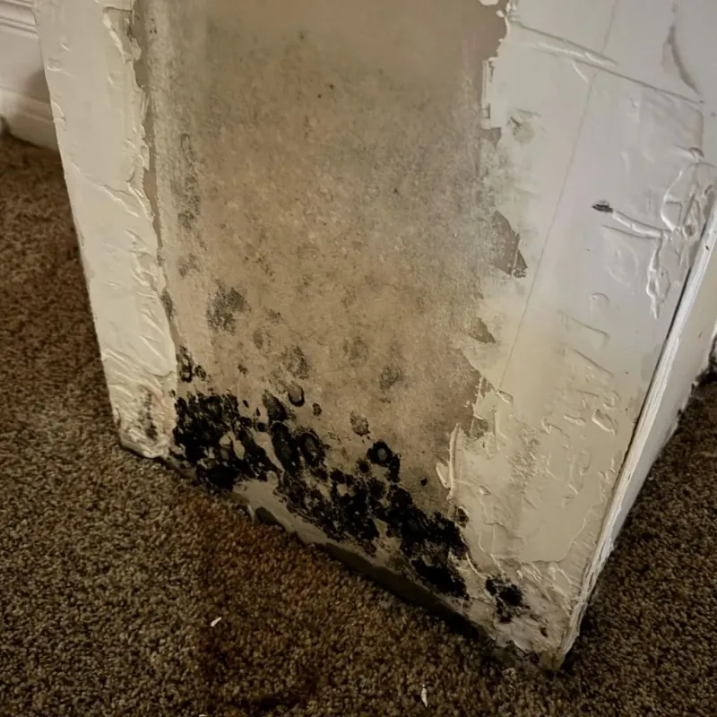 Professional Mold Removal in Brazil, IN